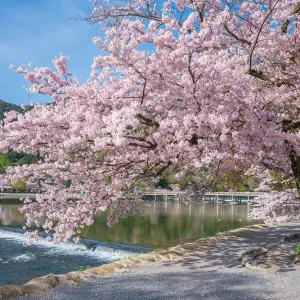 貸切バスで行く京都府の桜巡り旅
