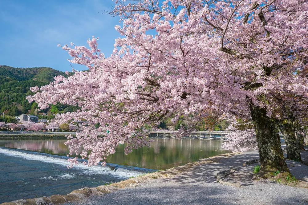 貸切バスで行く京都府の桜巡り旅