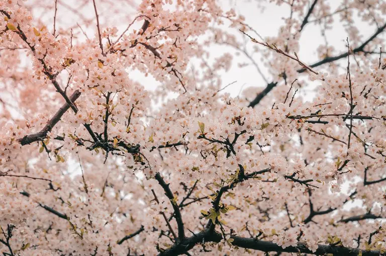 バス旅ねっとおすすめの桜が自慢の九州の宿
