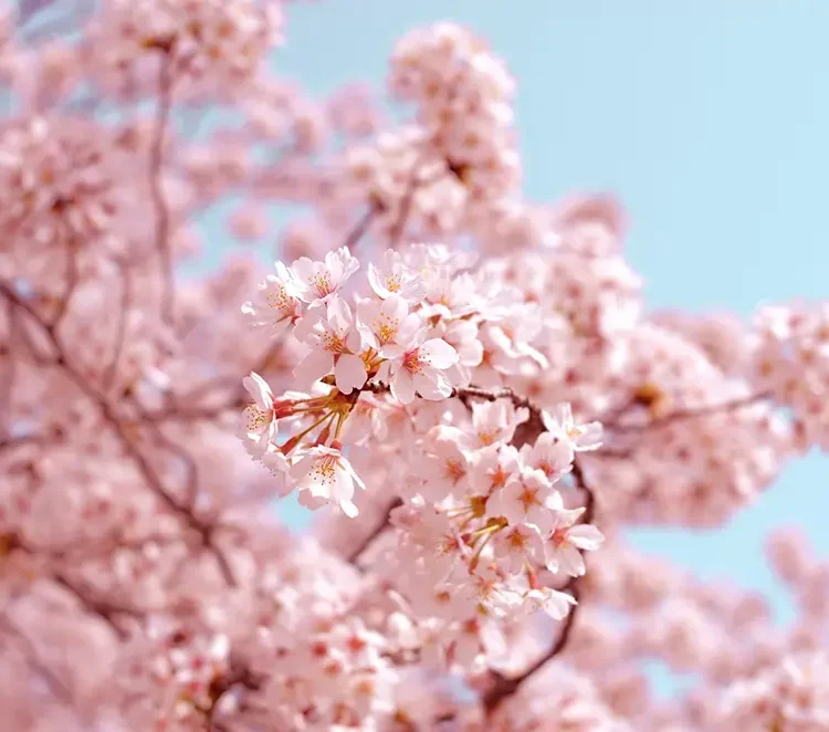 都心から貸切バスで静岡県の桜の名所巡りの旅はいかがですか？ | バス