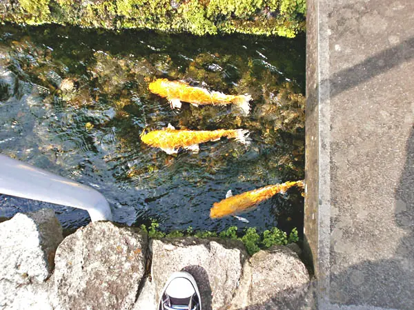 長崎県島原の溝で泳ぐ鯉