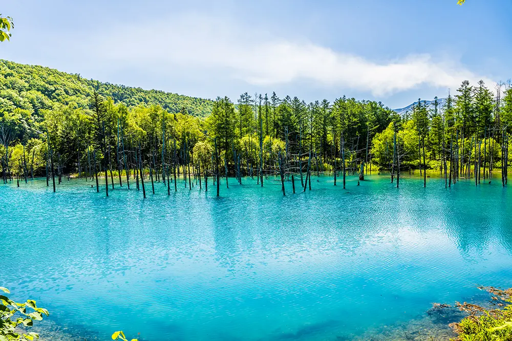 北海道美瑛の「白金青い池」