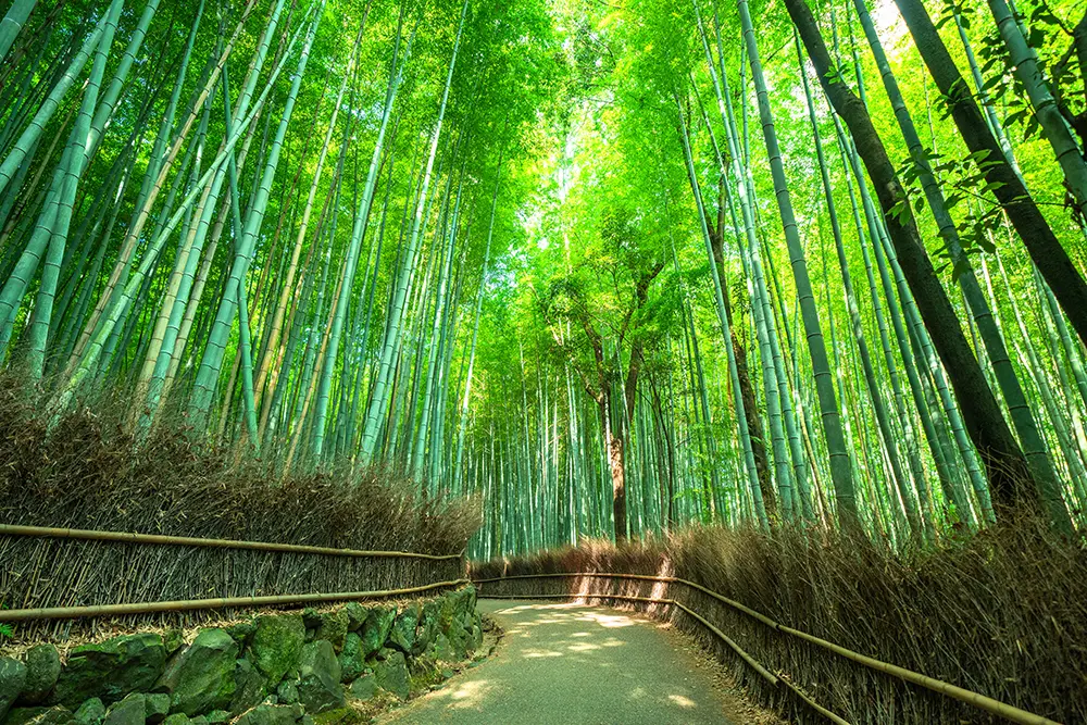 京都嵐山「竹林の小径」