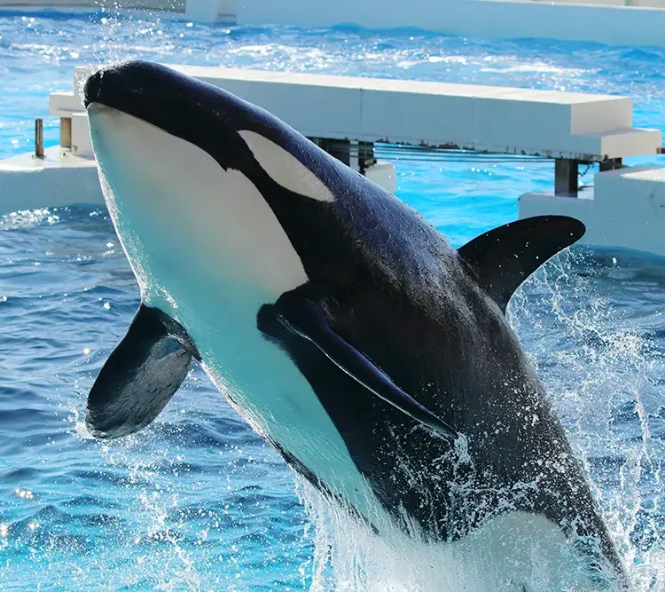 chiba-kamogawaseaworld-750x667
