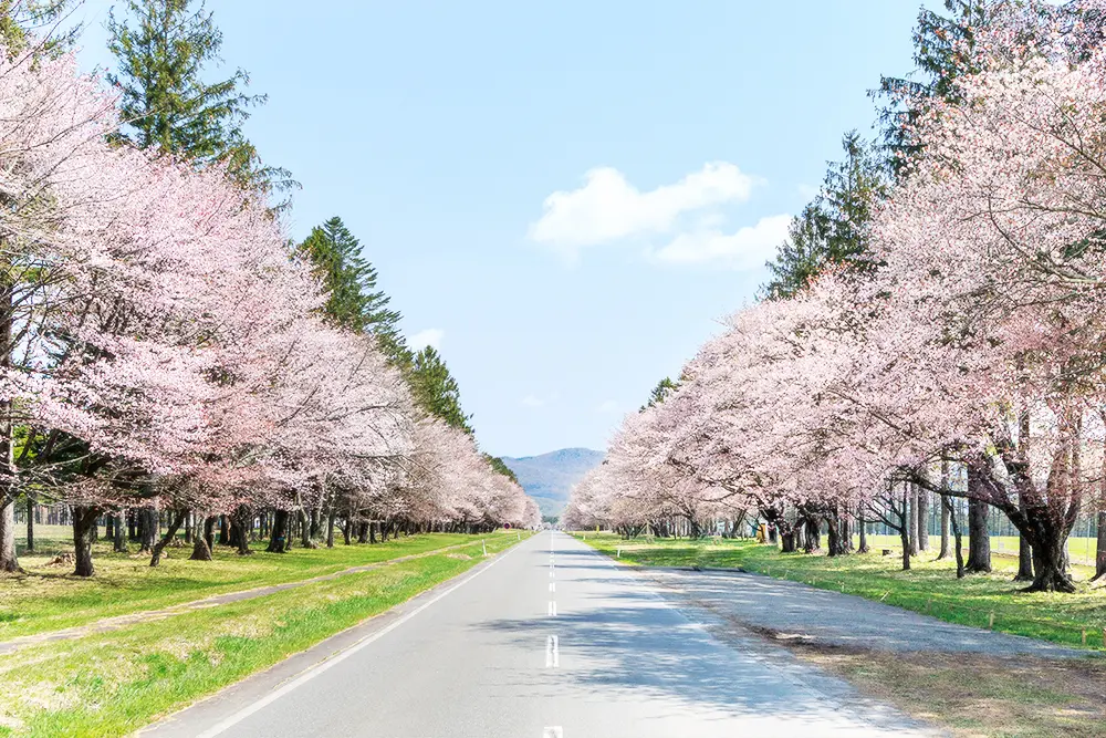 北海道の「二十間道路桜並木」