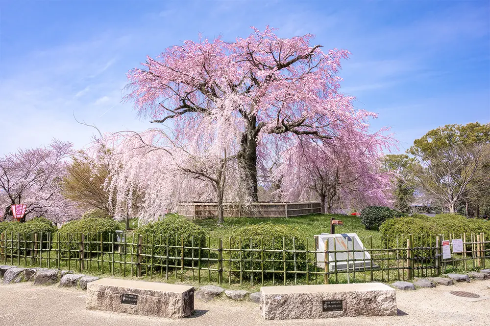 京都「円山公園」の祇園しだれ桜