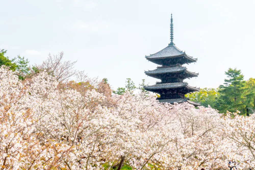 京都の「仁和寺」