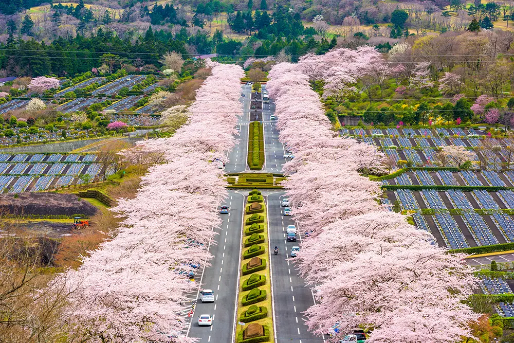 静岡県「富士霊園」の桜