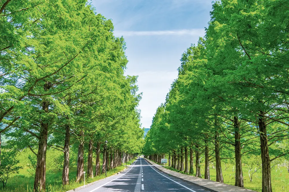 滋賀県のマキノ高原への道にあるメタセコイヤ並木