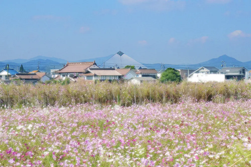 広島の「東広島運動公園」が見えるコスモス畑