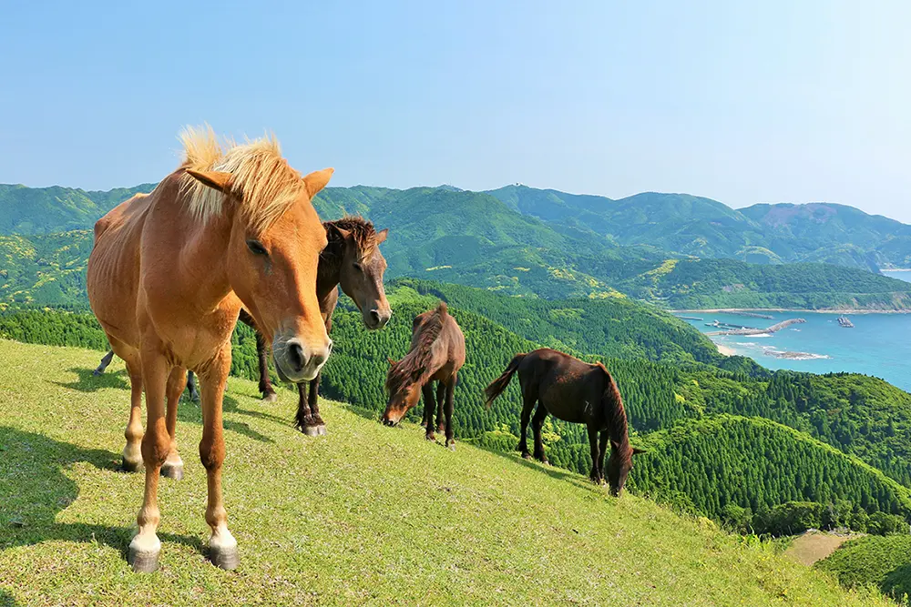 都井岬の野生馬