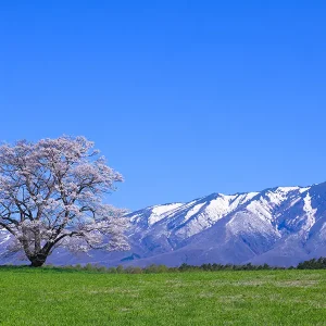 岩手県小岩井農場