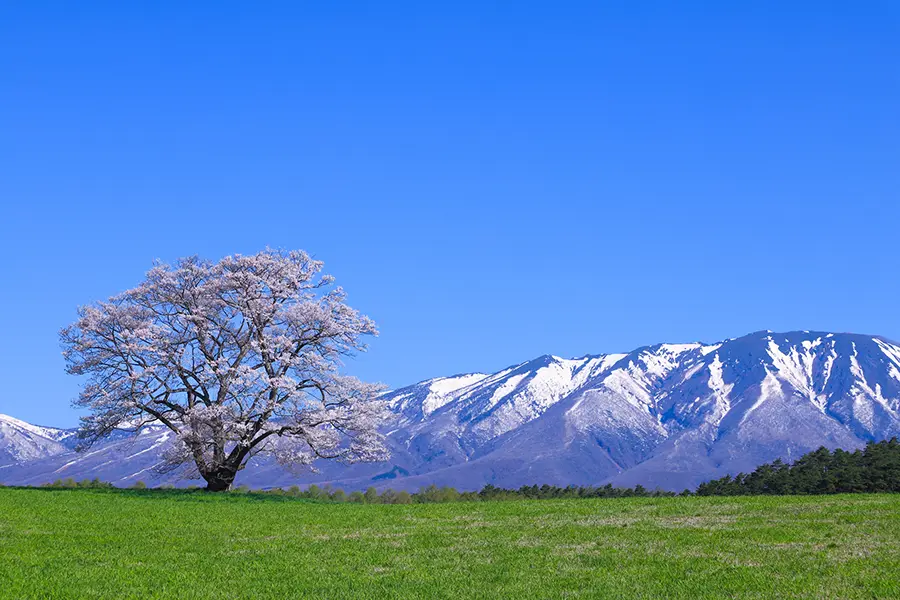 岩手県小岩井農場