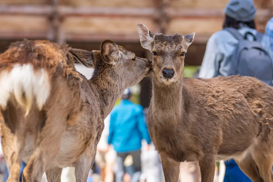 奈良県奈良公園の鹿