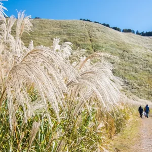 奈良県曽爾高原山灯りススキ