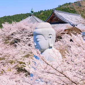 奈良県高市郡の壺阪寺