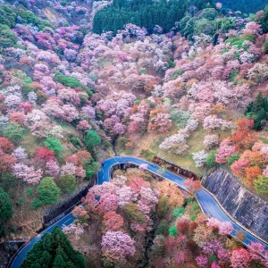 奈良県吉野の吉野山の桜