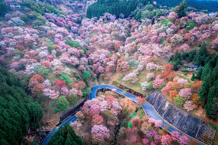 奈良県吉野の吉野山の桜