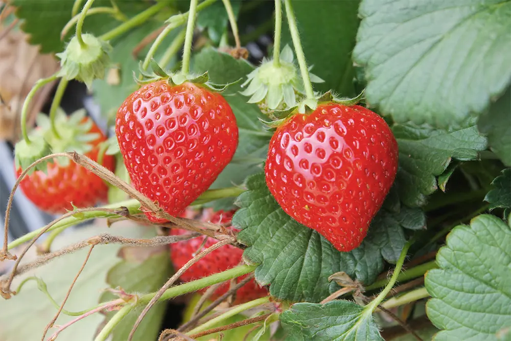 栃木いちご狩り