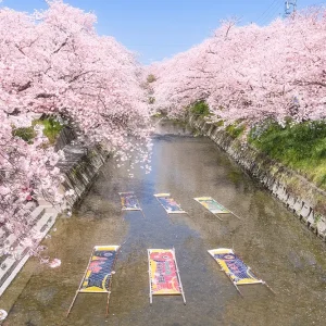 愛知県岩倉市の五条川で行われる桜まつりと「のんぼり洗い」