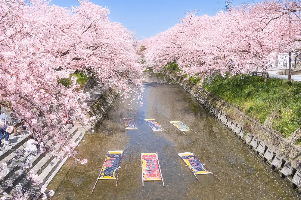 愛知県岩倉市の五条川で行われる桜まつりと「のんぼり洗い」