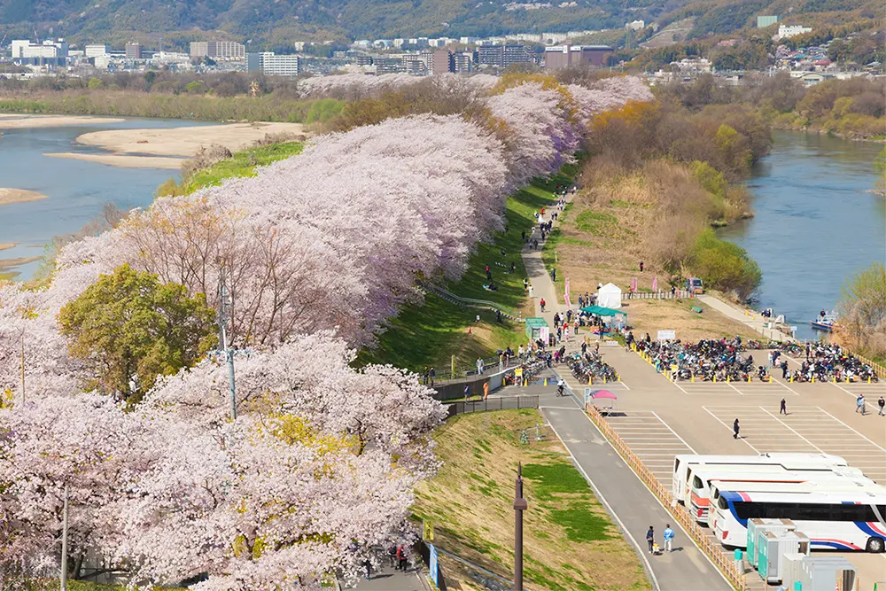 お花見バスツアー