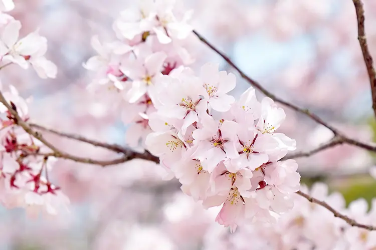 桜の品種「エドヒガン」