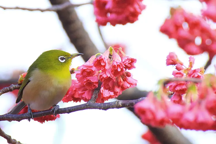 桜の品種「寒緋桜」