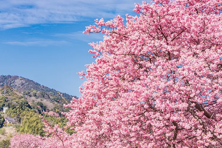 桜の品種「河津桜」