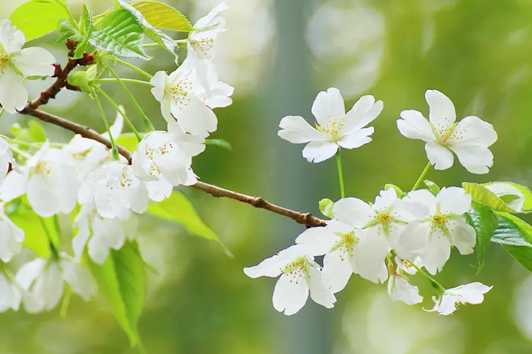 桜の品種「オオシマザクラ」