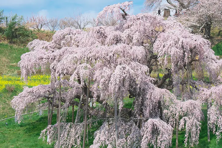 桜の品種「枝垂れ桜」