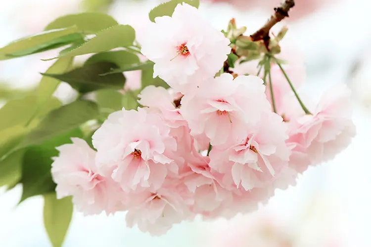 桜の品種「八重桜」