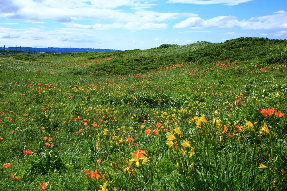 北海道小清水原生花園