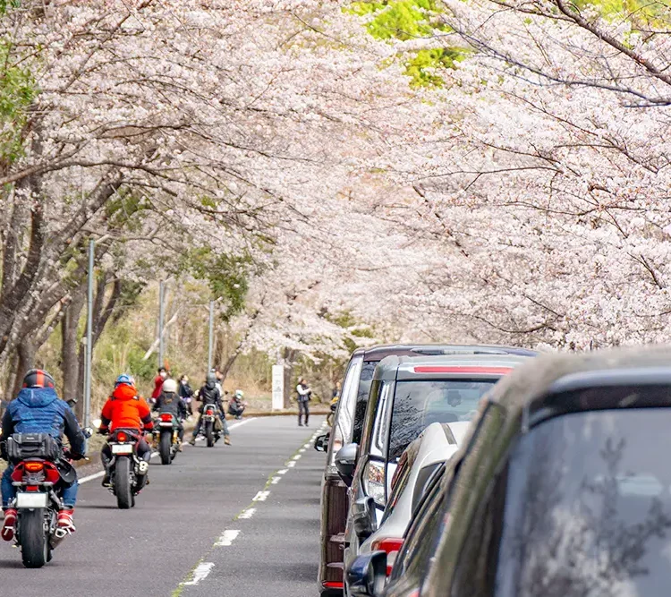 nara-shimokitayama-sakura-