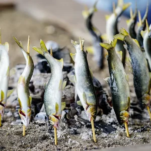 栃木のフィッシング体験で食べる鮎の塩焼き